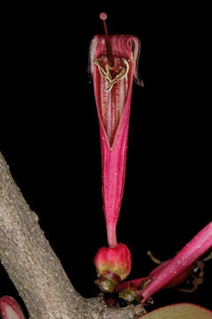 Image of Tapinanthus rubromarginatus (Eng I.) Danser