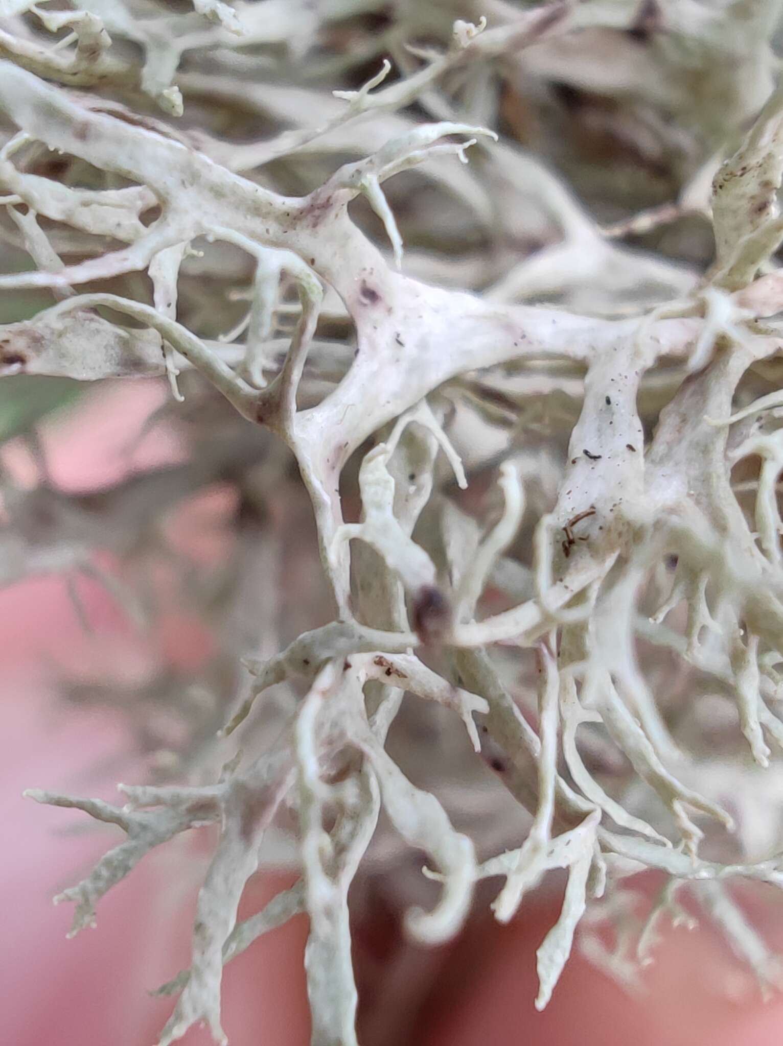 Image of farinose cartilage lichen