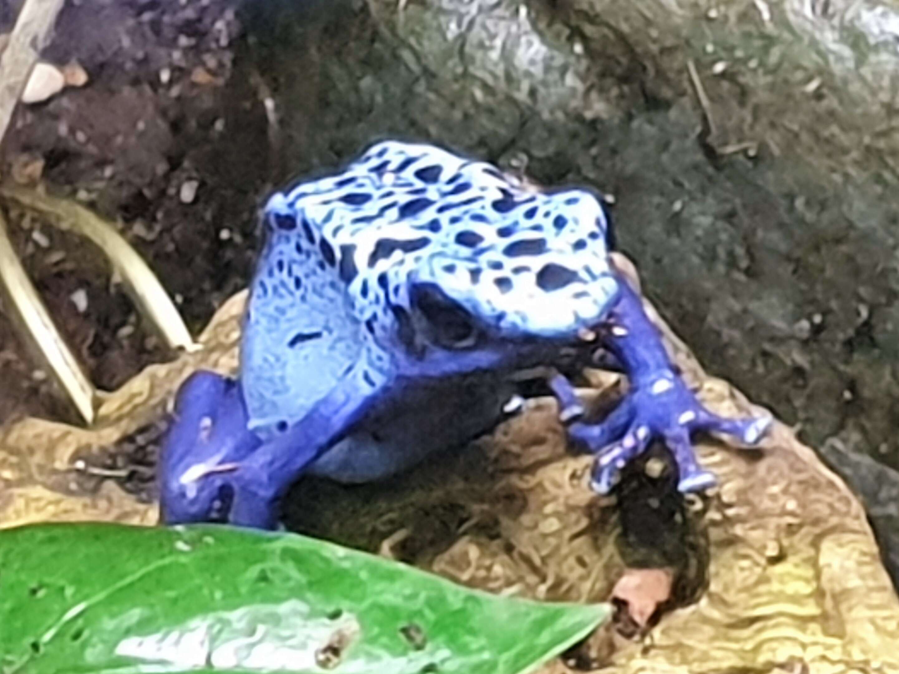 Image of Dendrobates azureus