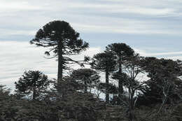 Image of Monkey Puzzle