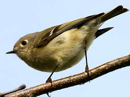 Image of goldcrests and kinglets