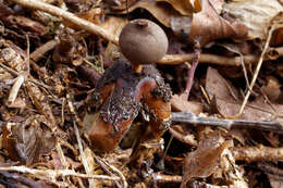 Imagem de Geastrum fornicatum (Huds.) Hook. 1821