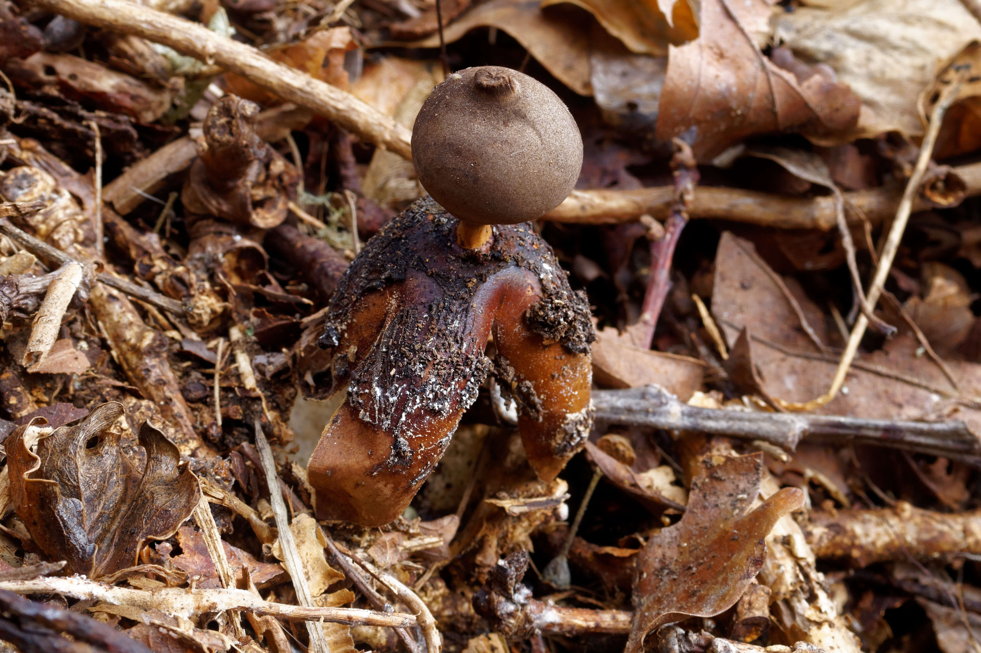 Imagem de Geastrum fornicatum (Huds.) Hook. 1821