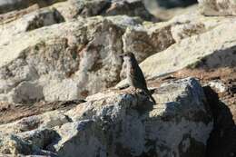 Image of Socotra Sparrow