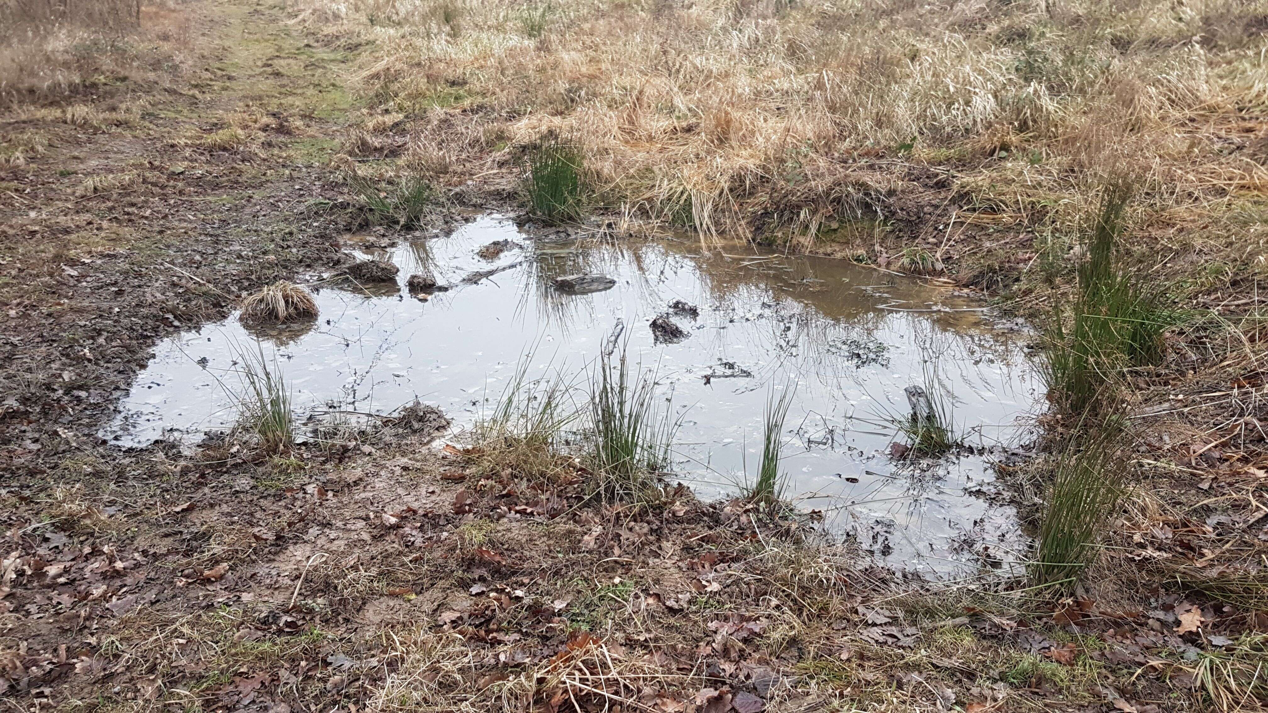 Image de Pourpier des Marais