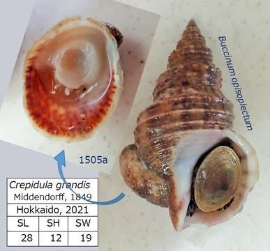 Image of Calyptraeoidea Lamarck 1809