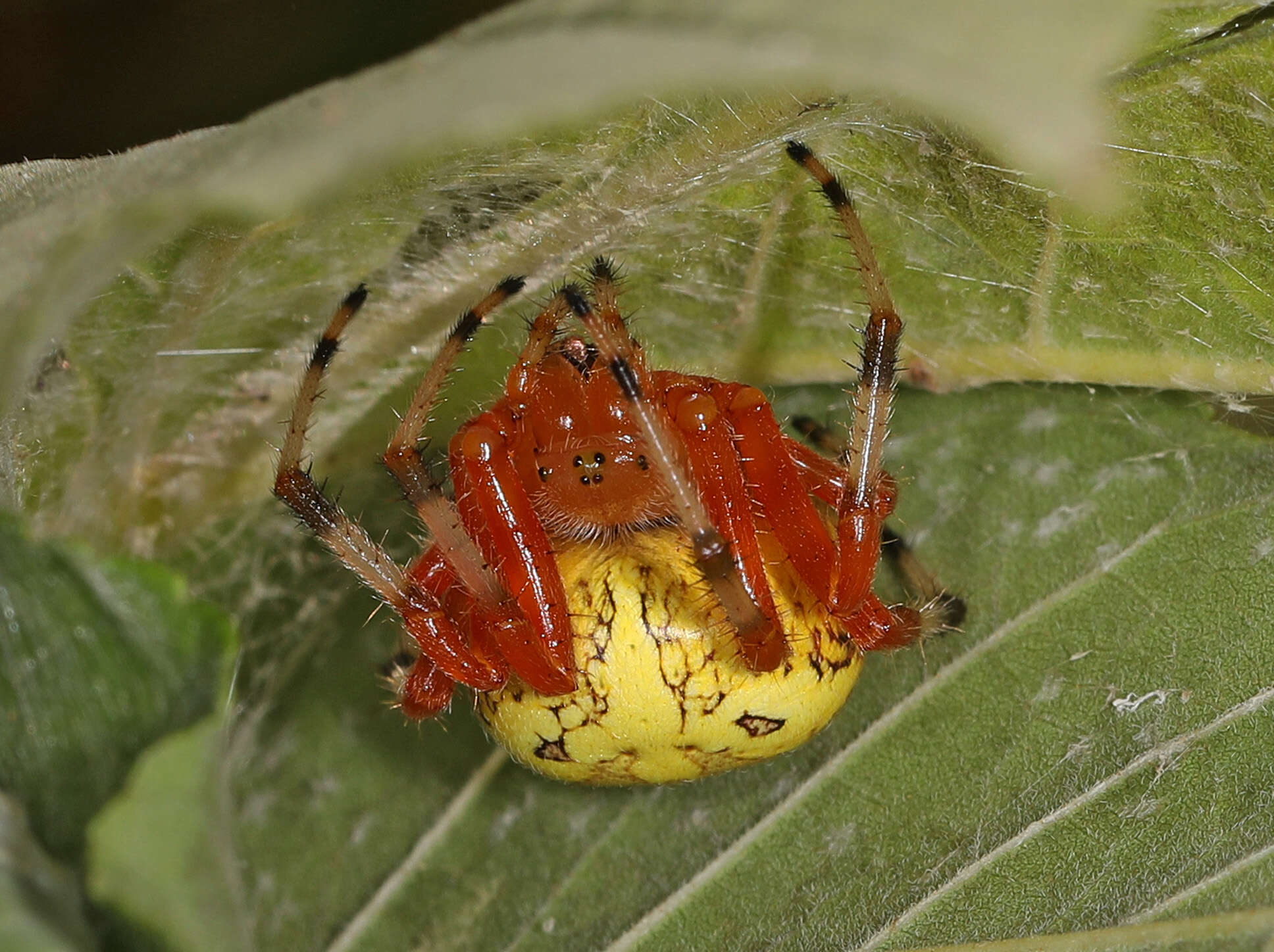 Image of Angulate & Roundshouldered Orbweaver