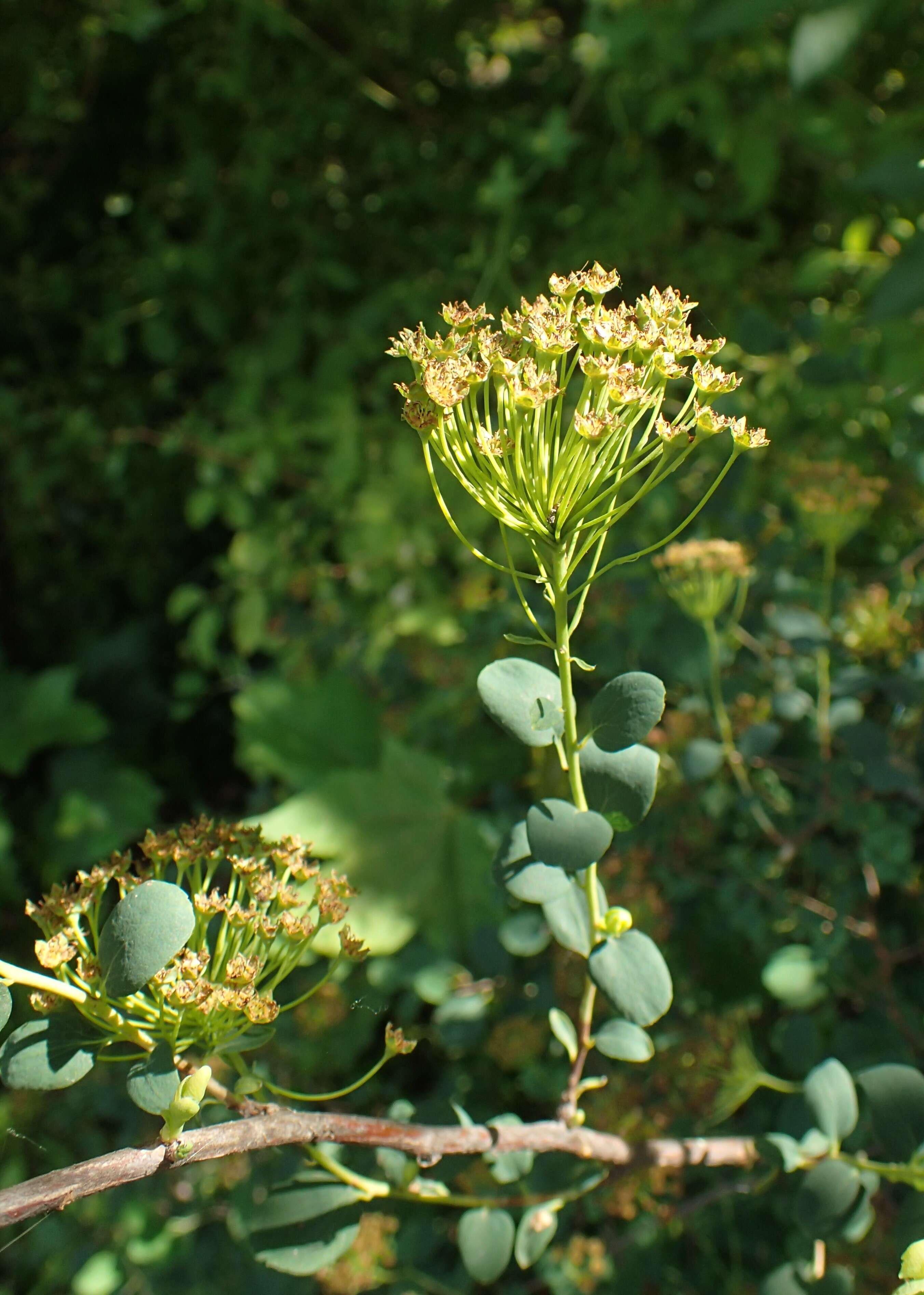 Image of Asian meadowsweet