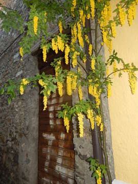 Image of Goldenchain Tree