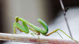 Image of Giant Asian Mantis