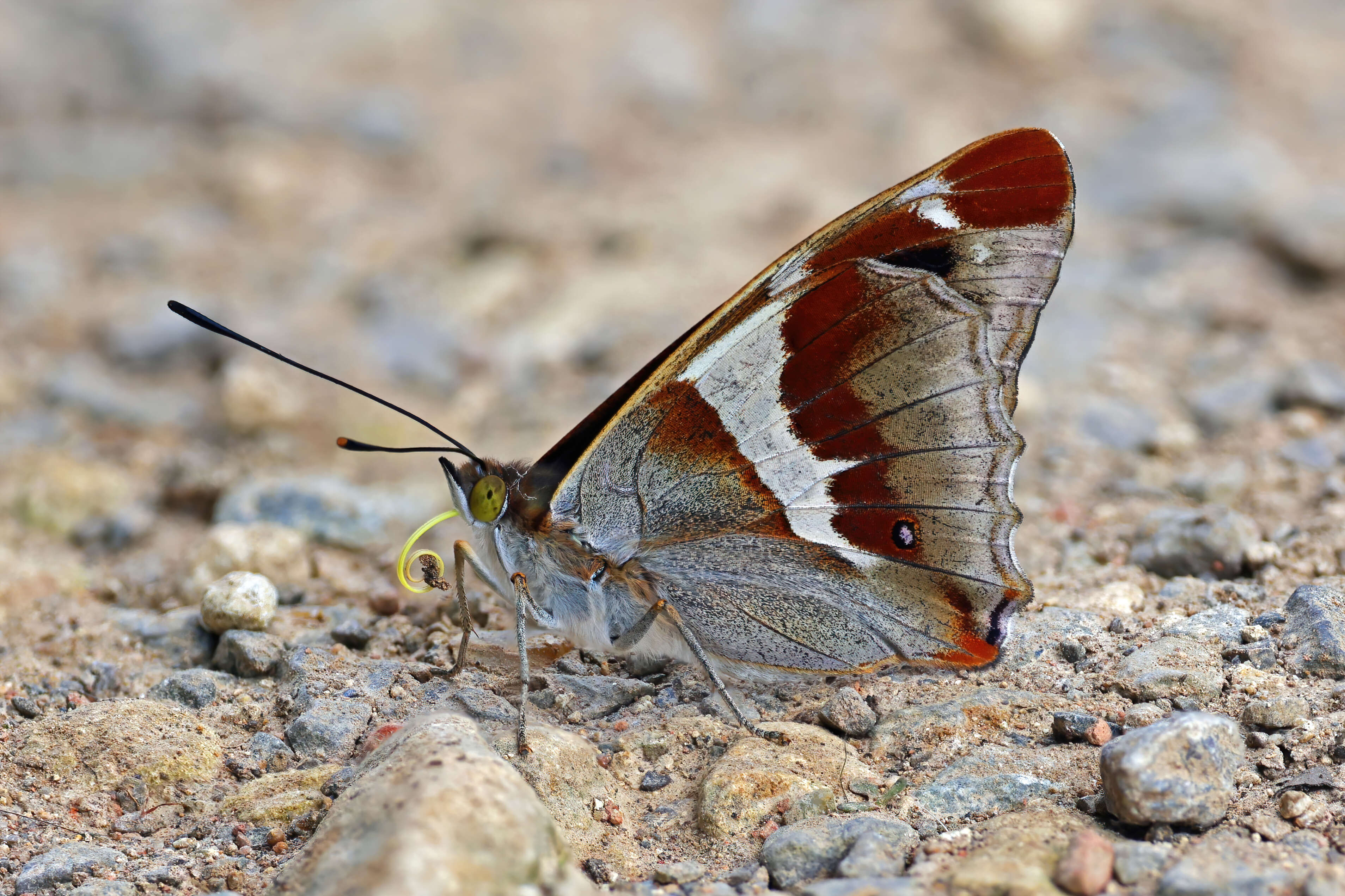 Imagem de Apatura iris Linnaeus 1758