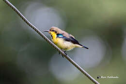 Image of Purple Sunbird