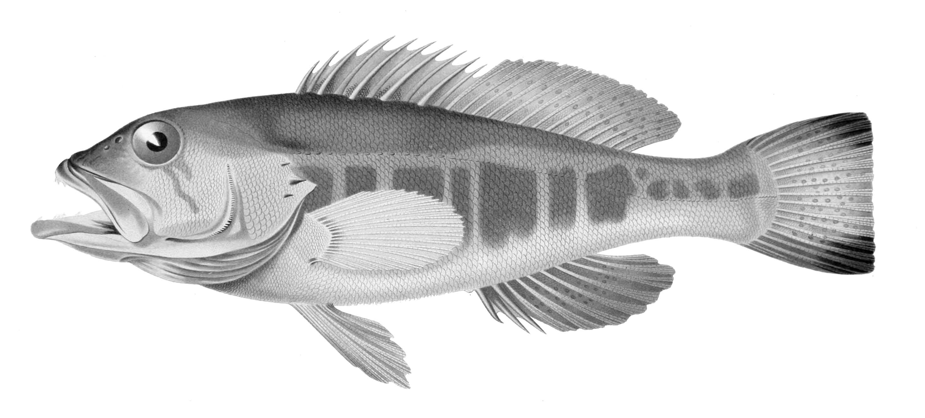 Image of Dwarf sea bass