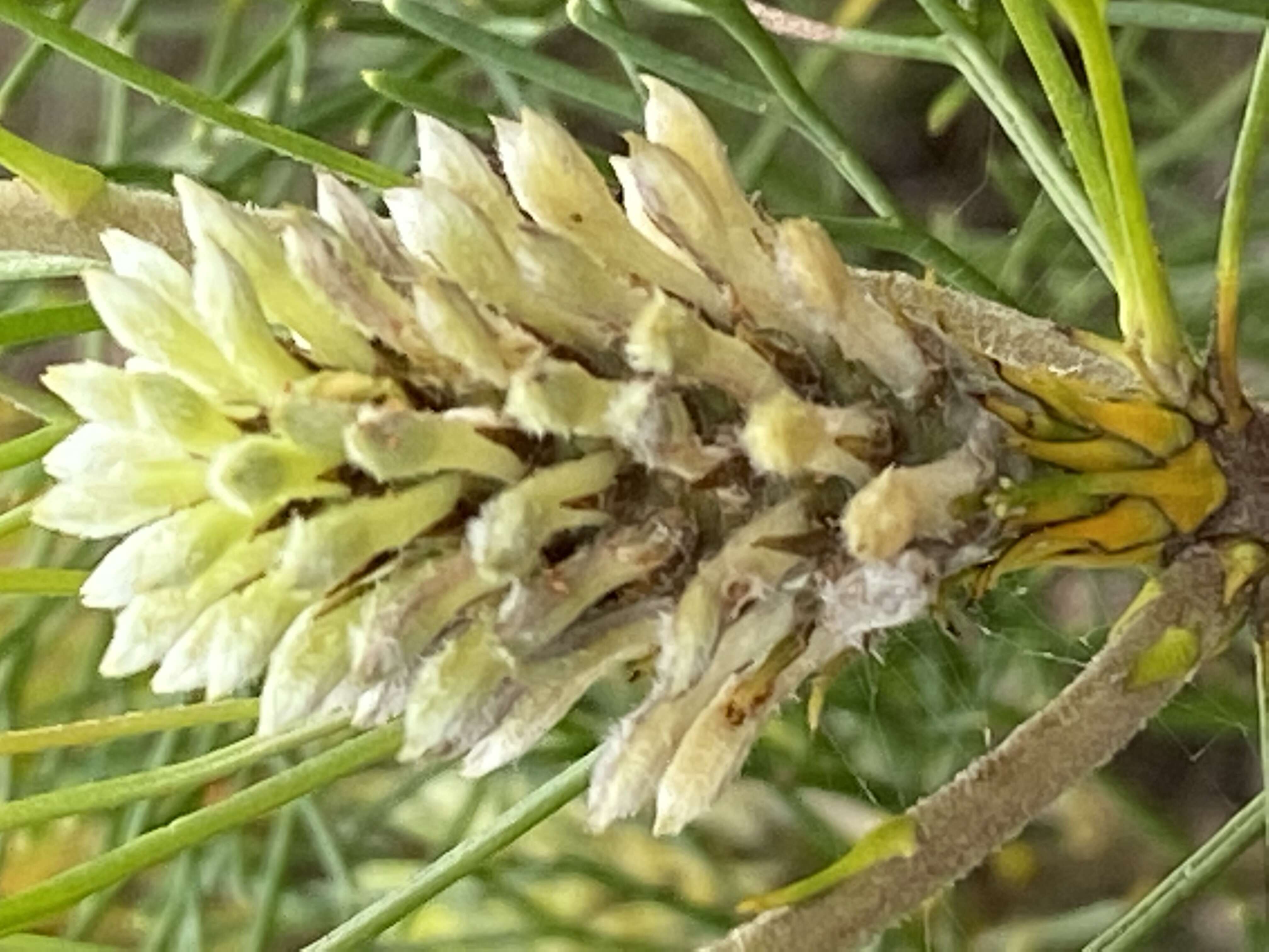 Image of Petrophile pulchella (Schrader & Wendl.) R. Br.