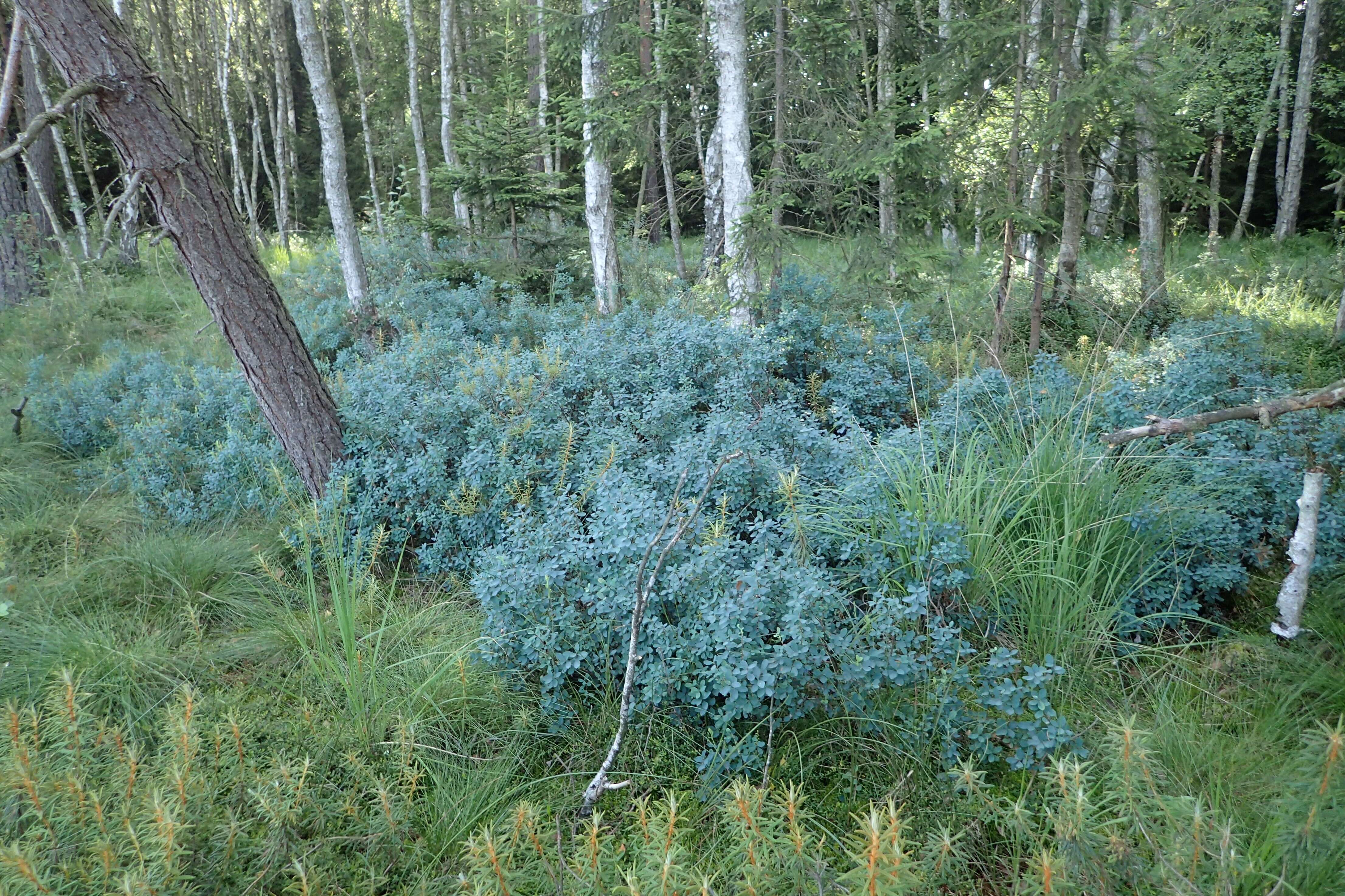 Image of alpine bilberry