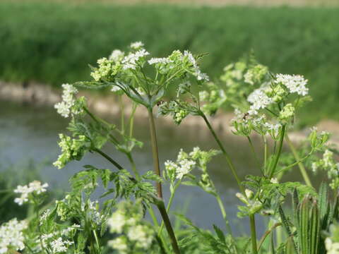 Image of garden chervil