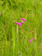 Image of Eleorchis