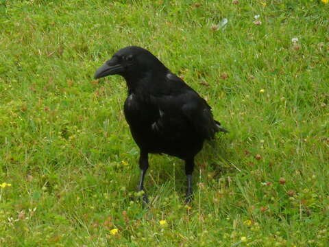 Image of Carrion Crow