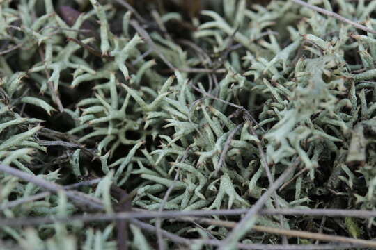 Image of Thorn cladonia