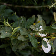 Image of Field Bindweed