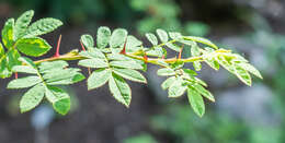 Image of Rosa sericea Lindl.