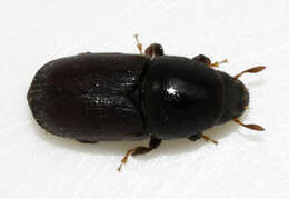 Image of Scolytus