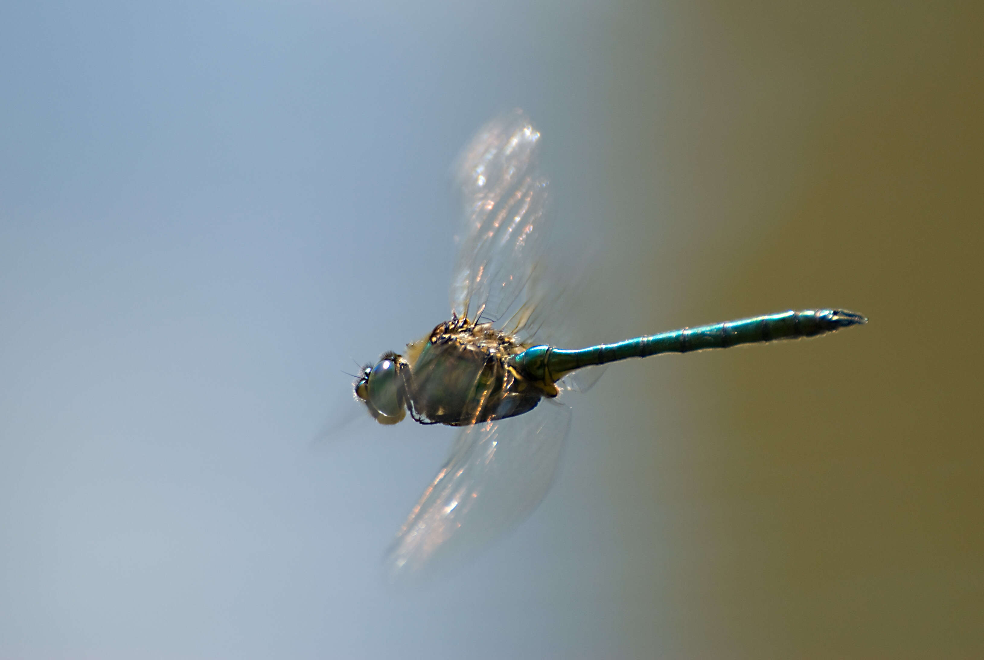 Image of Brilliant Emerald