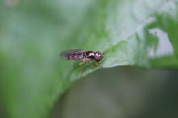 Image of Melanostoma scalare (Fabricius 1794)