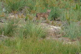 Image of golden jackal