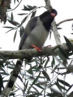 Image of Blue Magpie