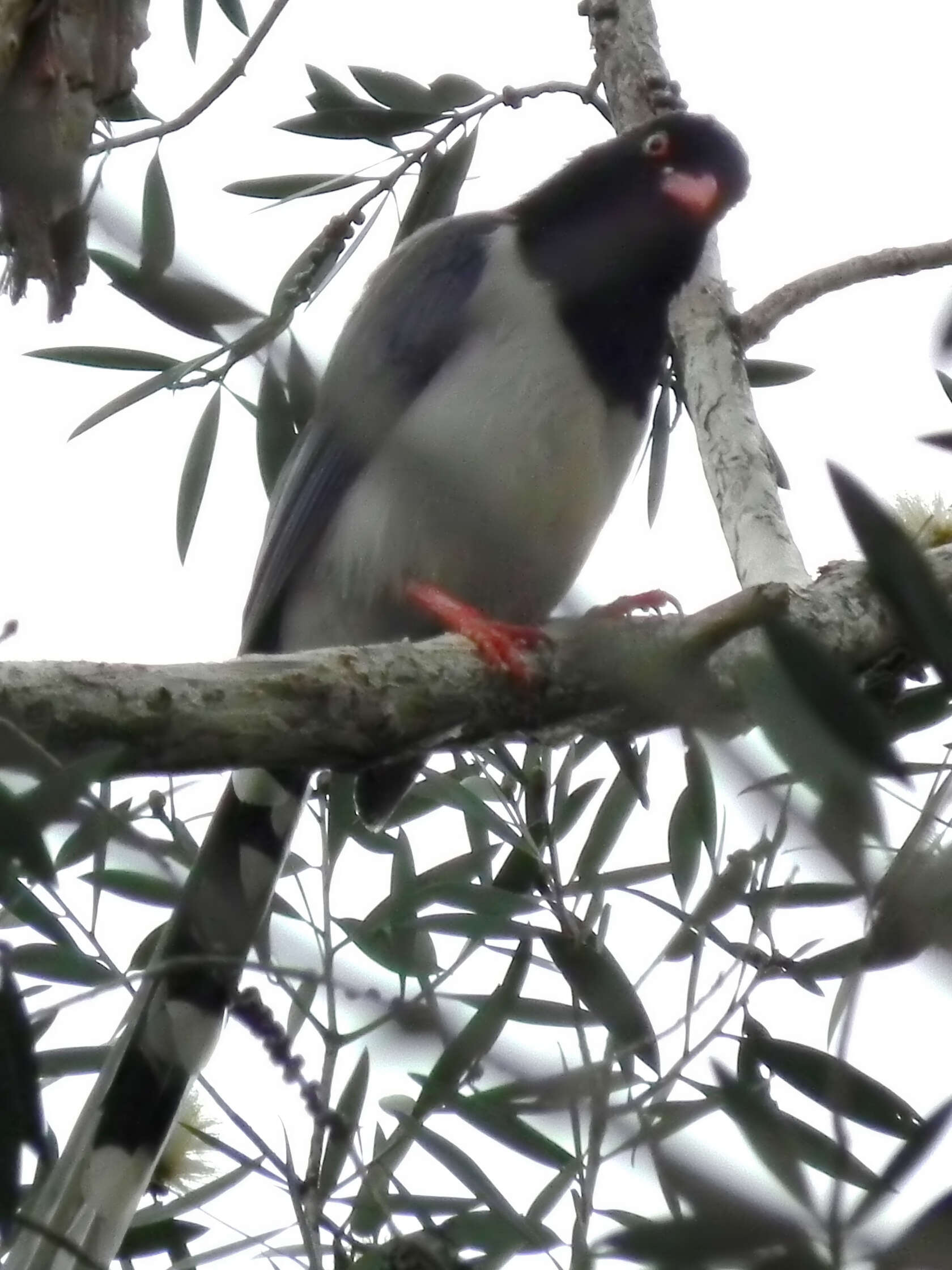 Image of Blue Magpie