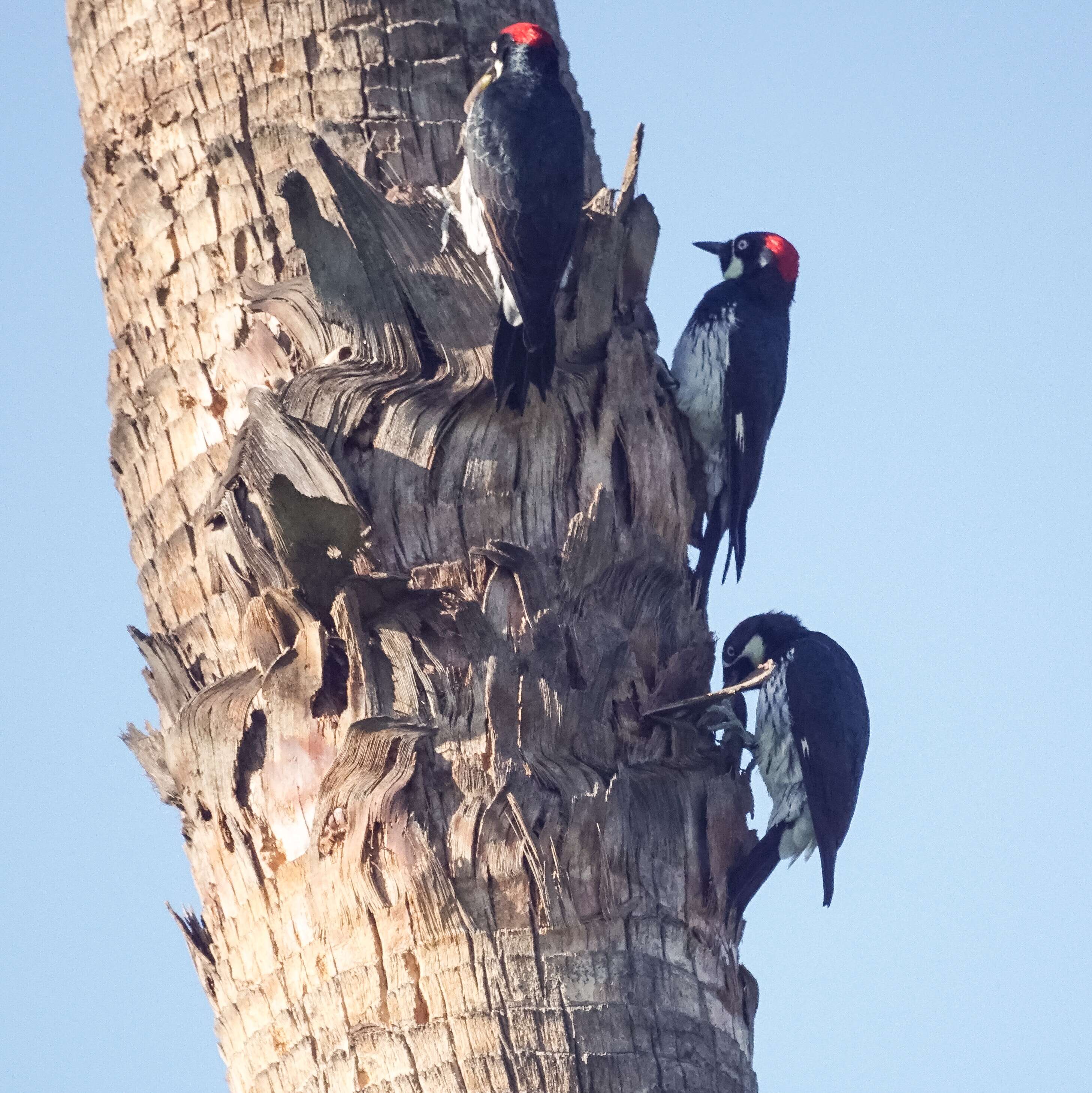 Image of Acorn Woodpecker