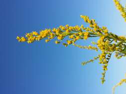 Solidago canadensis L. resmi