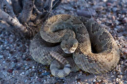 Image of Mohave Rattlesnake