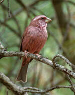 Plancia ëd Carpodacus rhodochlamys (Brandt & JF 1843)