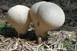 Imagem de Lycoperdon perlatum Pers. 1796