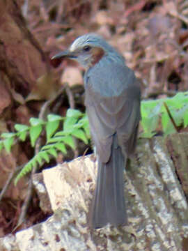 Image of Brown-eared Bulbul