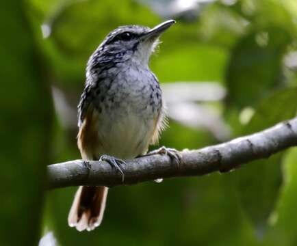 Image of Peruvian Warbling Antbird