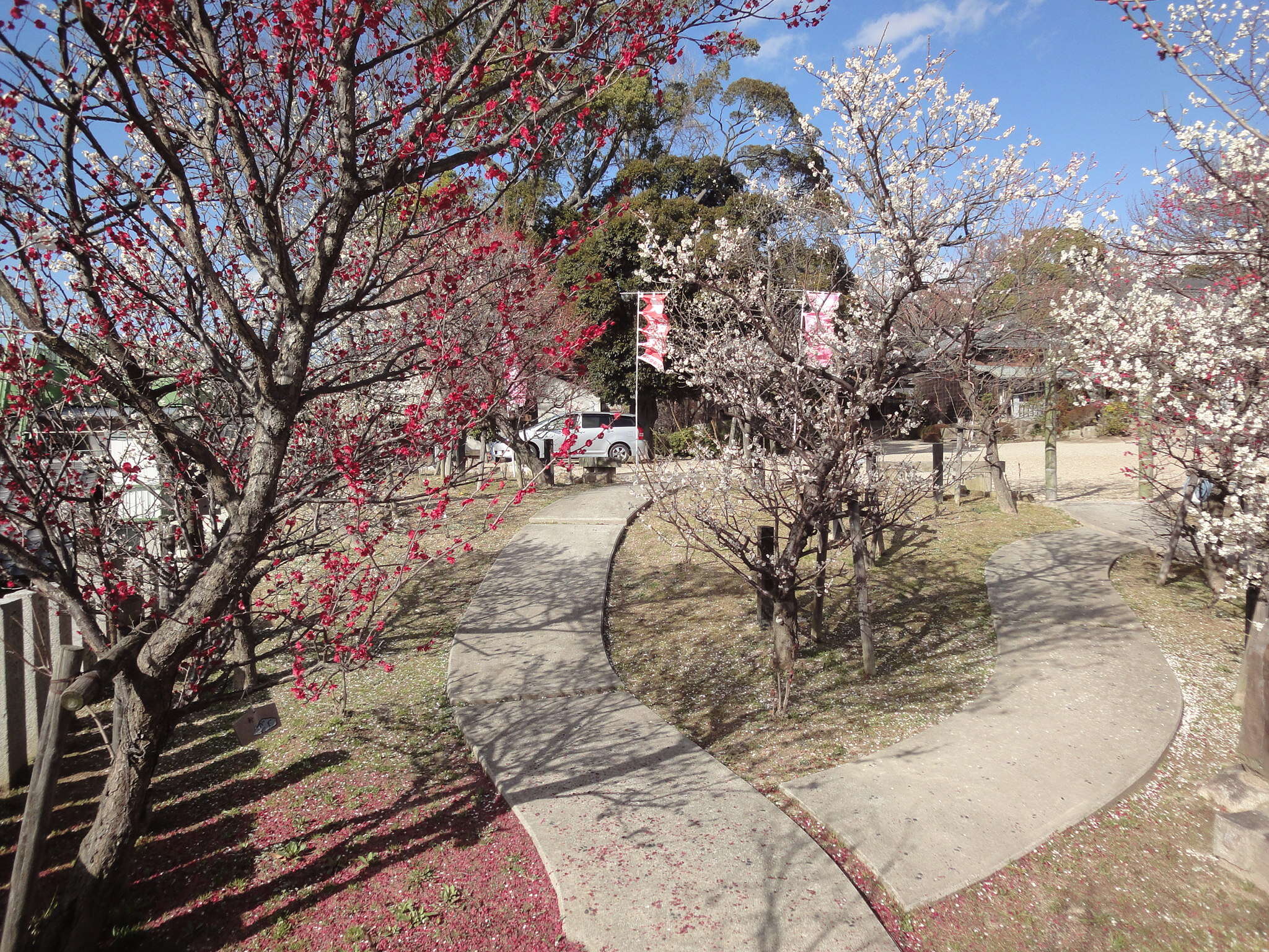 Image of Chinese plum