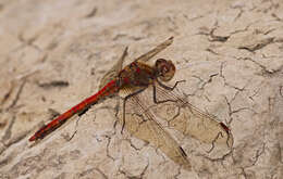 Image of Common Darter