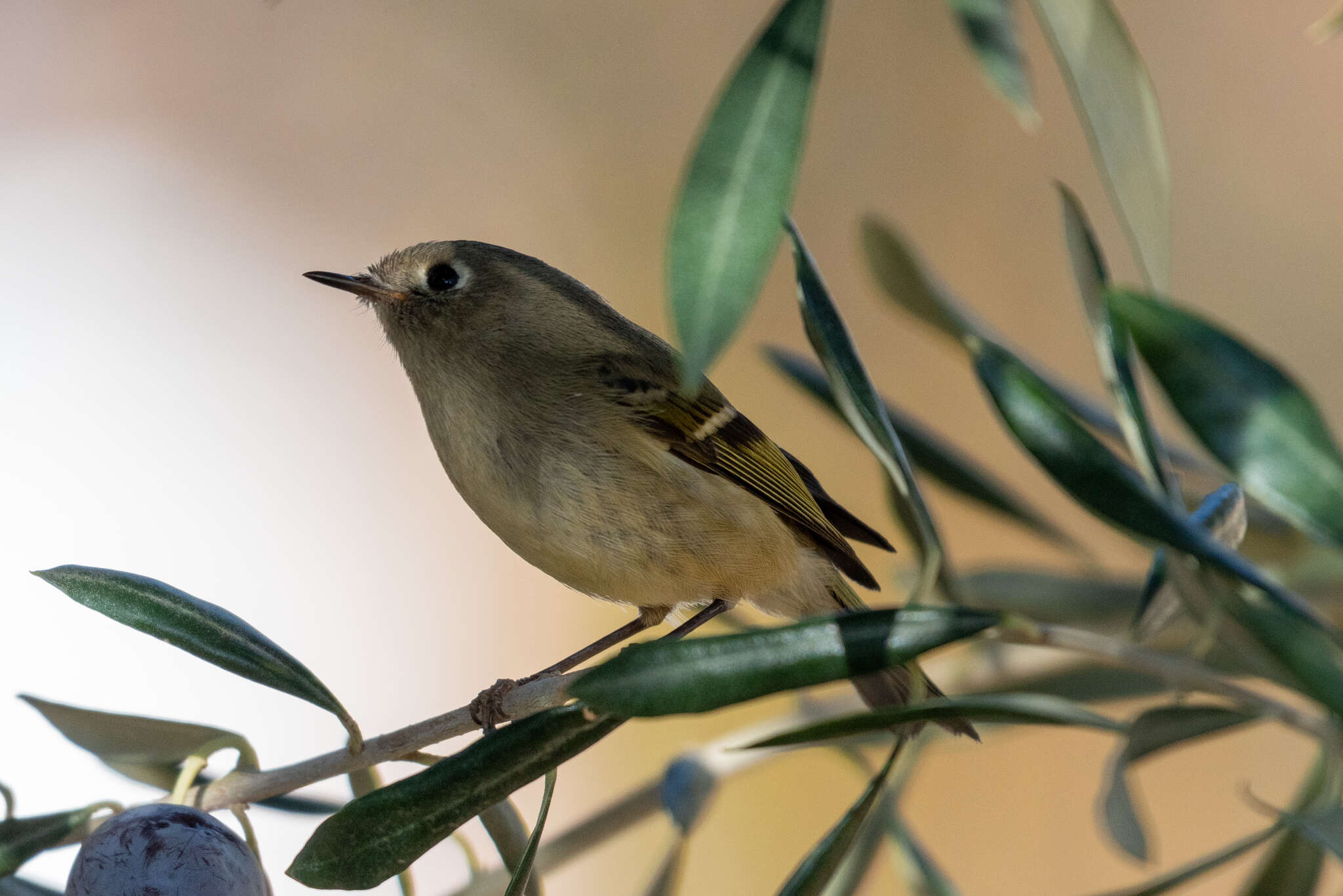 Image of goldcrests and kinglets