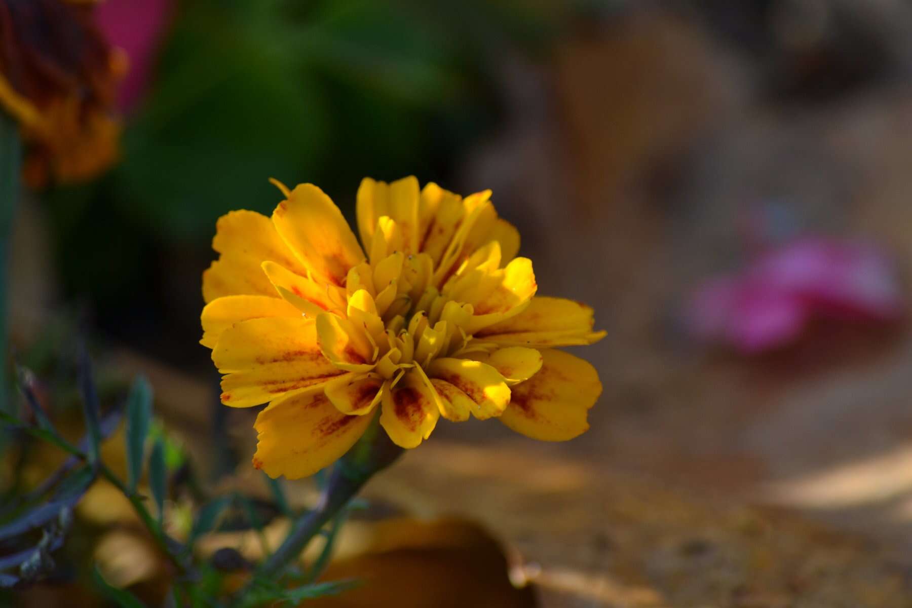 Image of French marigold