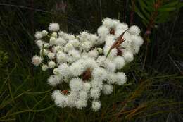 Sivun Brunia noduliflora P Goldblatt & J. C. Manning kuva