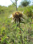 Image of carline thistle