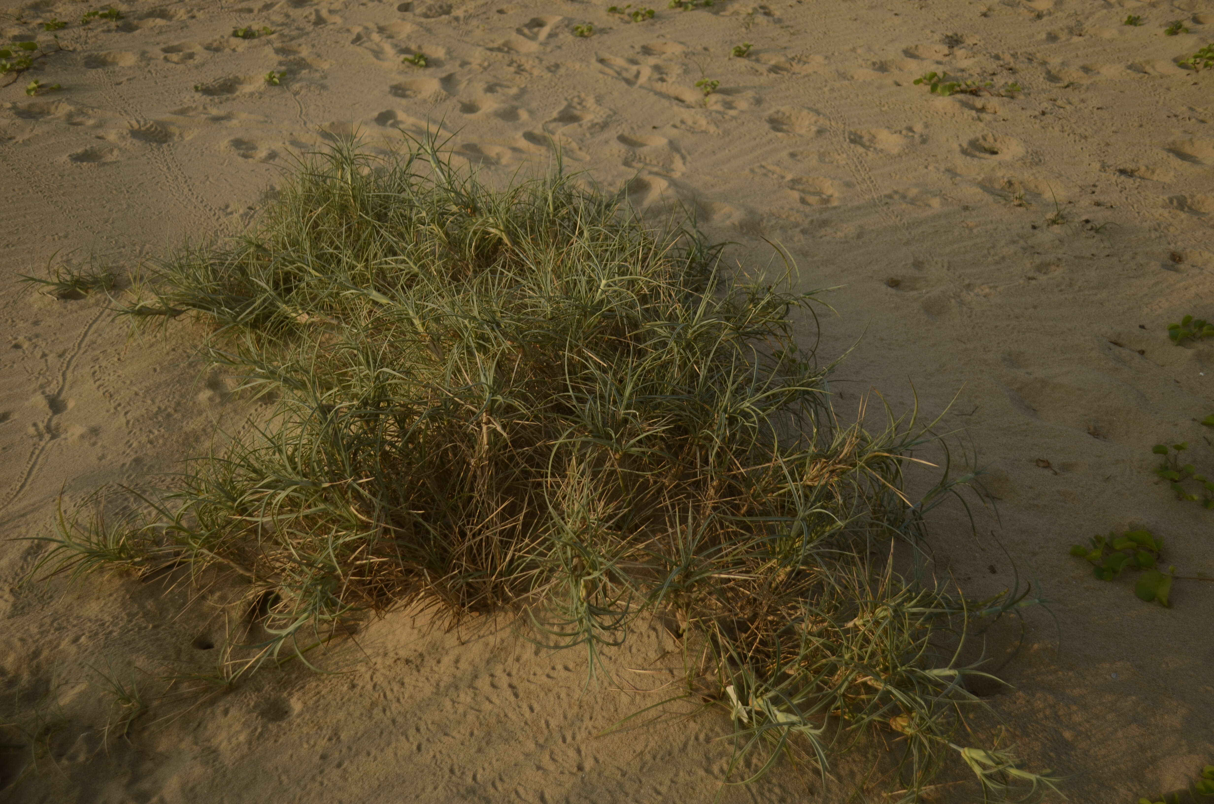 Image of Spinifex littoreus (Burm. fil.) Merr.