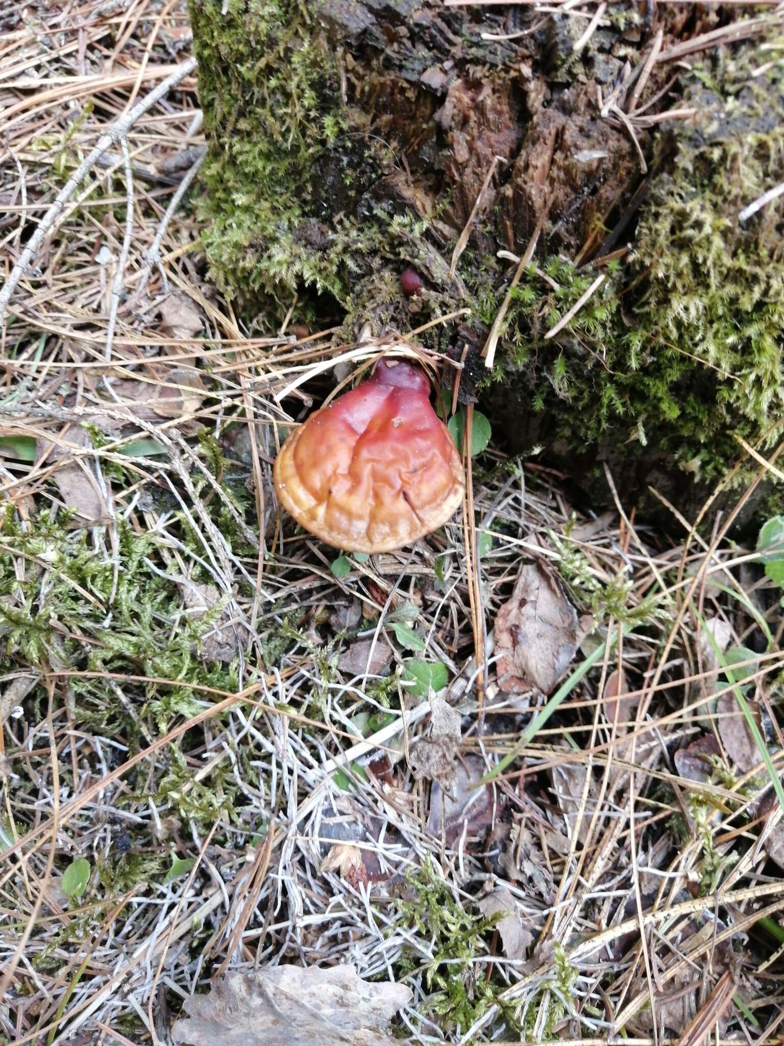 Image of lingzhi mushroom