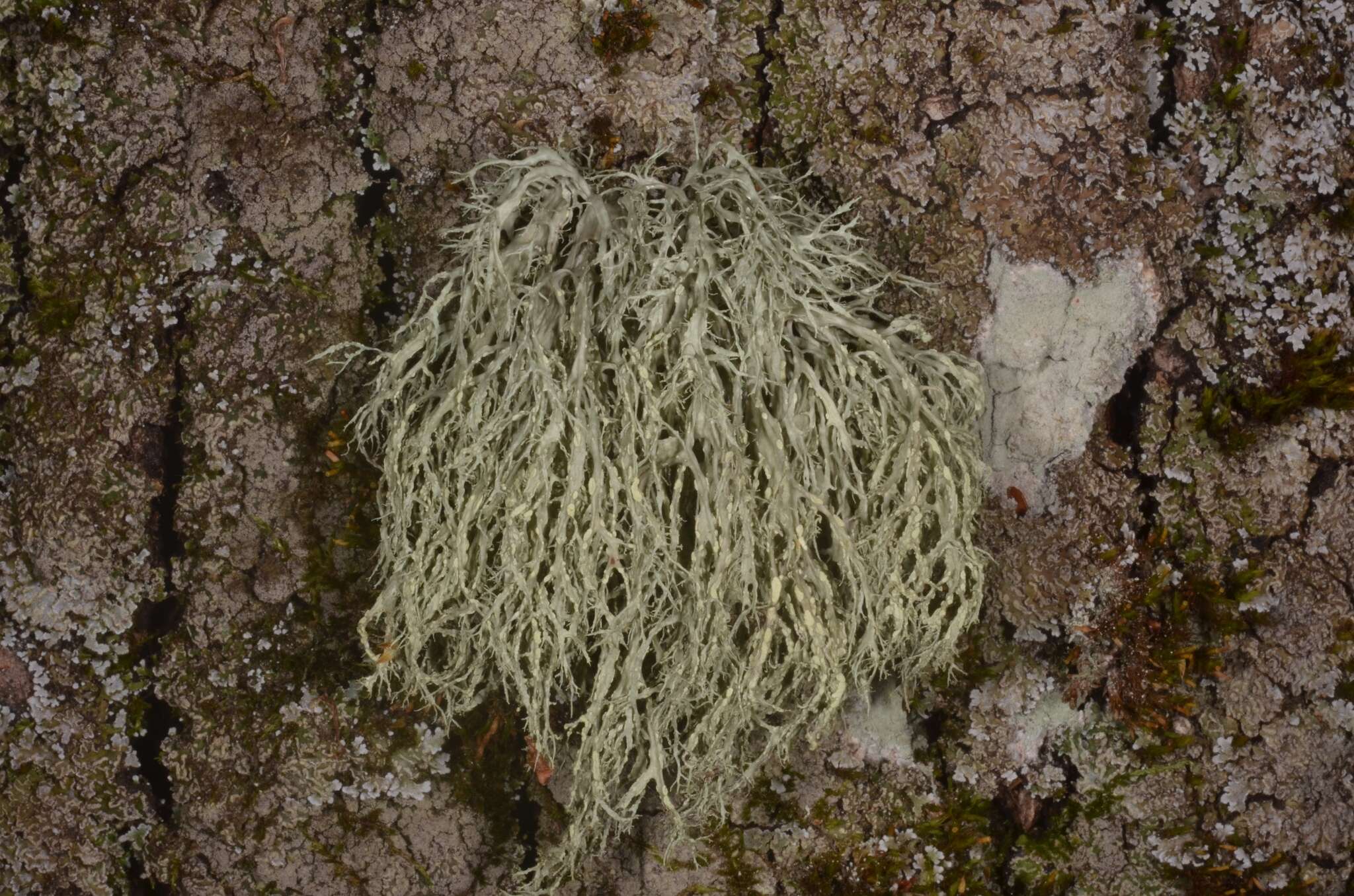 Image of farinose cartilage lichen