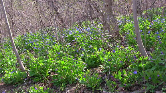 Image of Virginia Bluebell