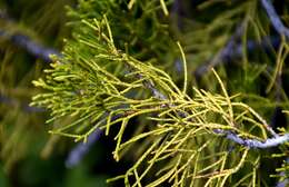 Image of Bog Pine