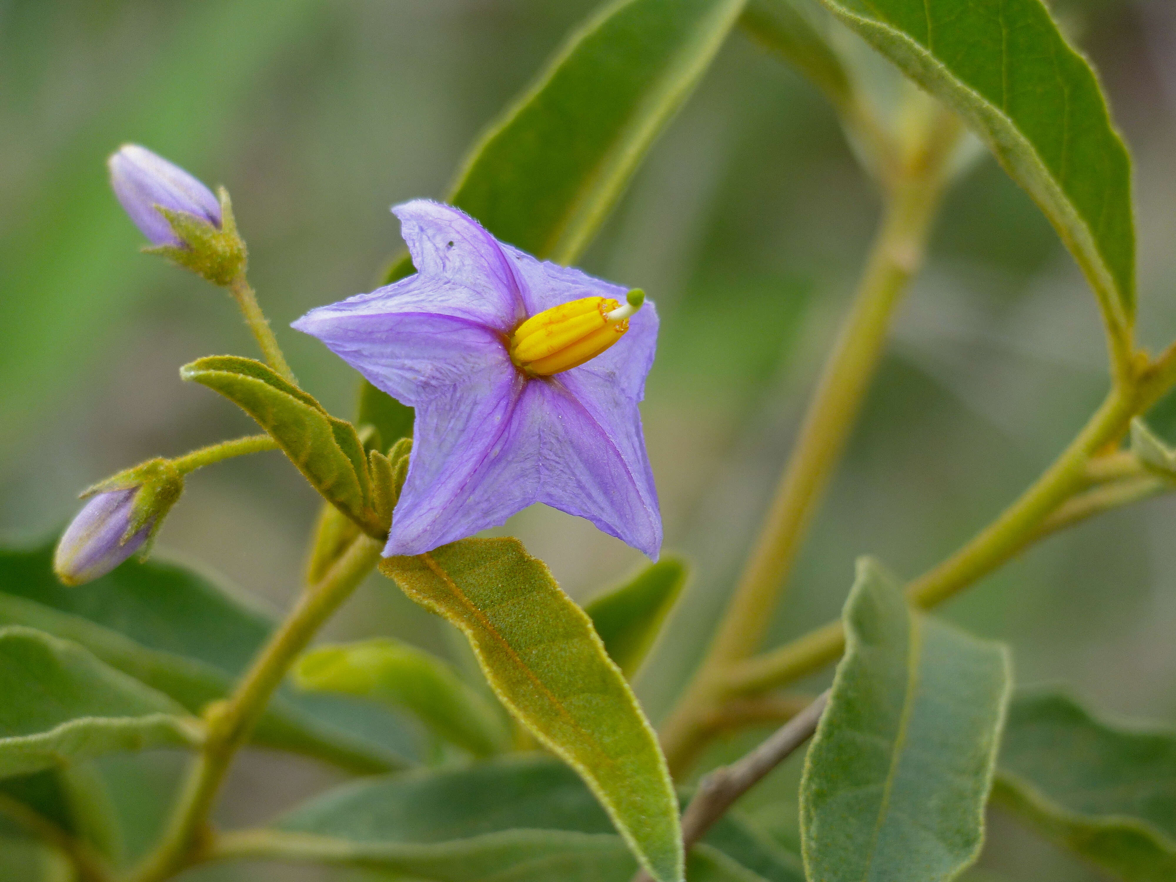 Image de Solanum campylacanthum Hochst. ex A. Rich.